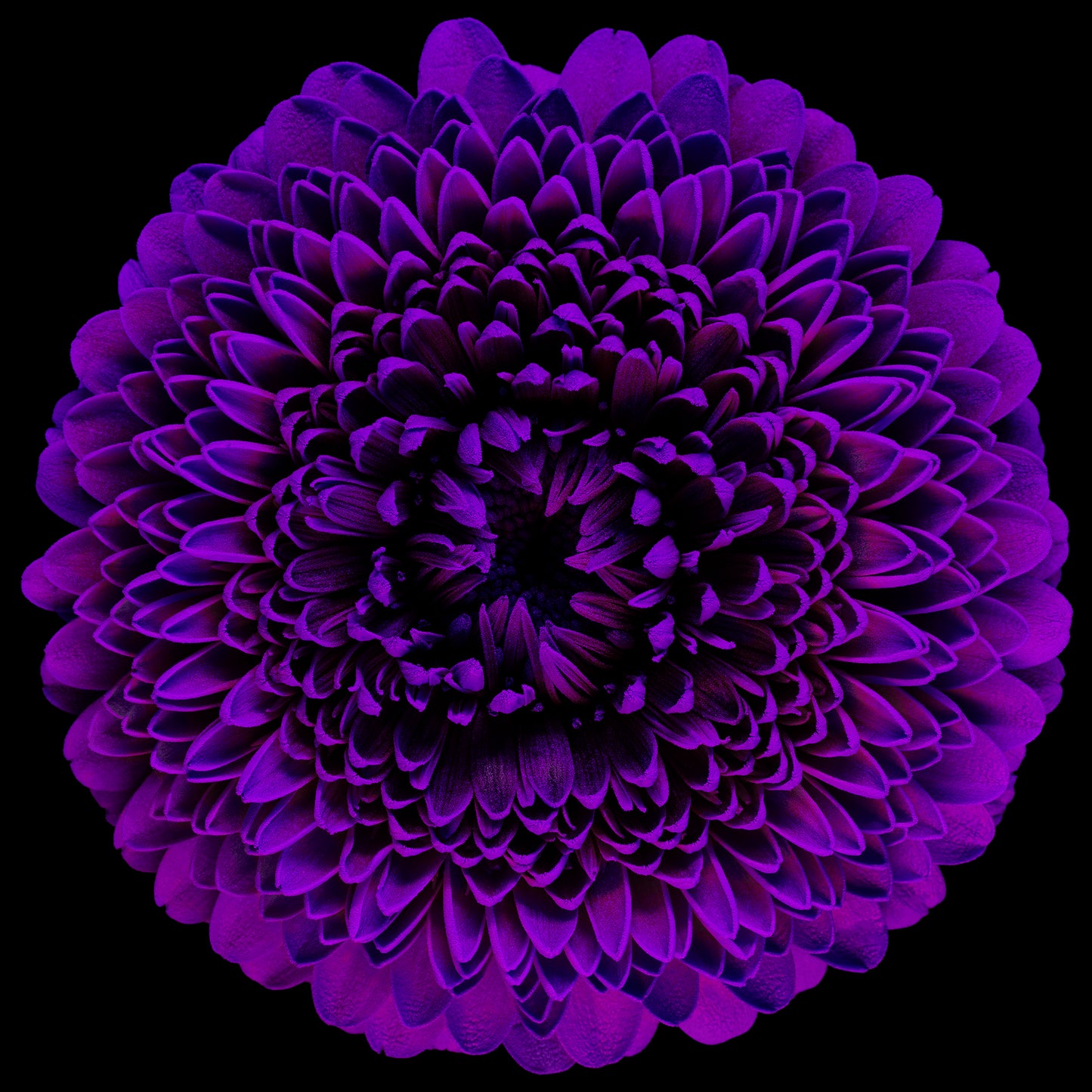 Violet Veil