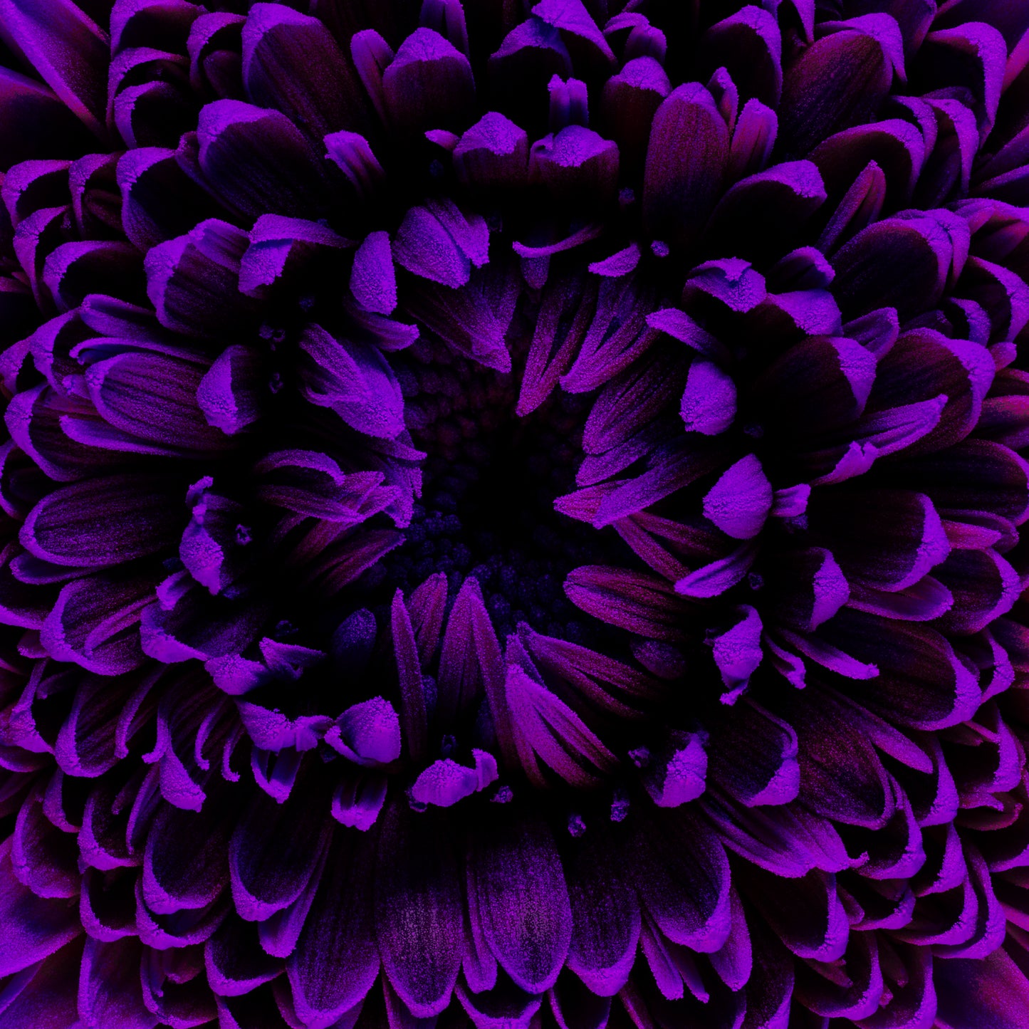 Violet Veil