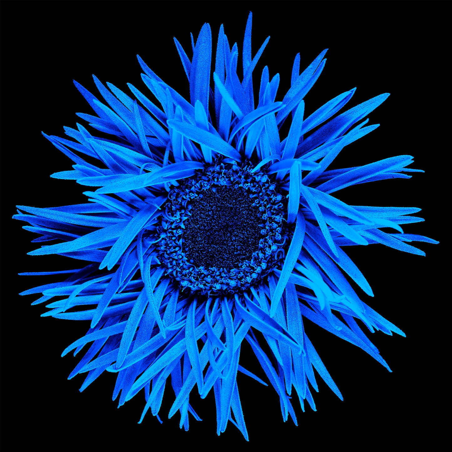 Blue Blossom