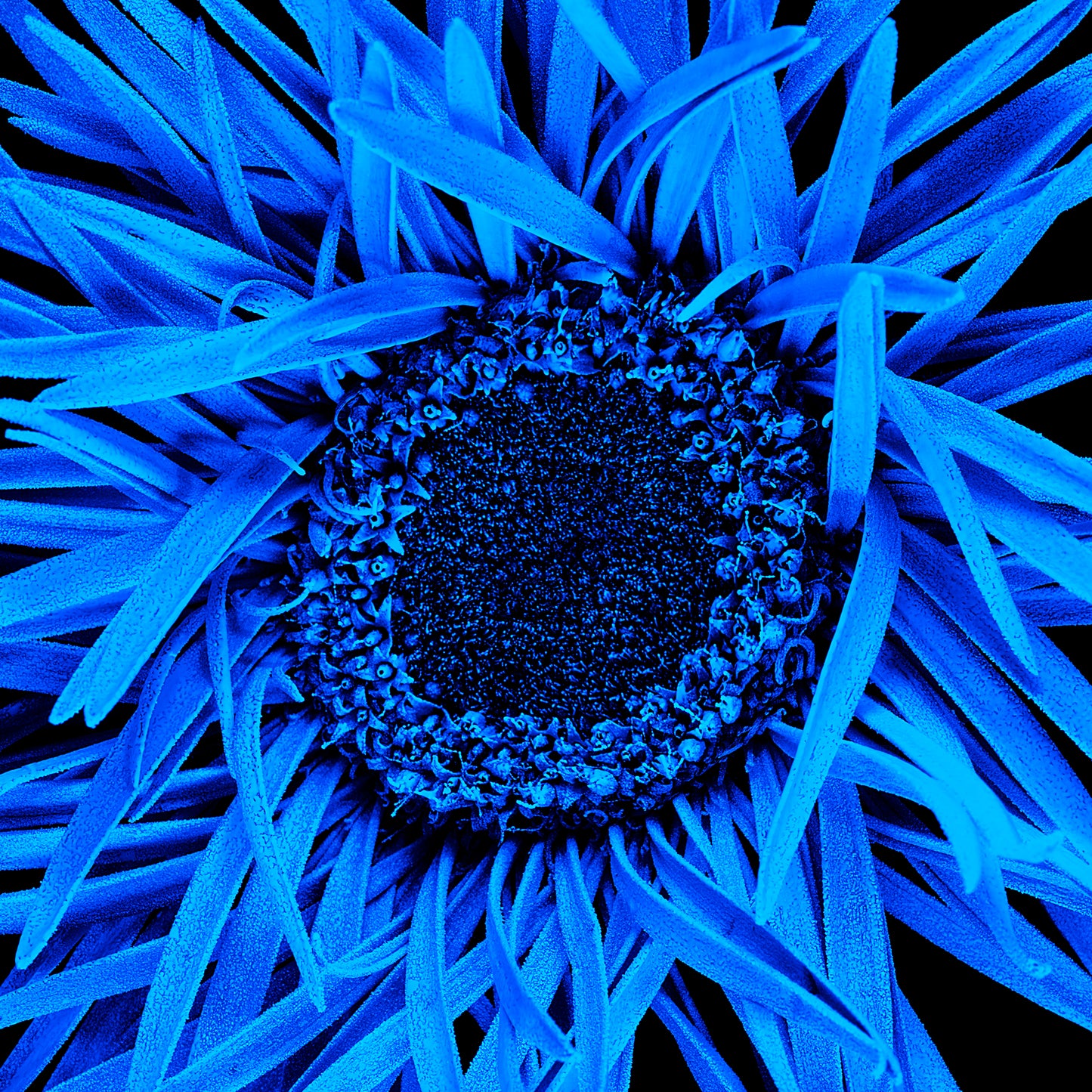 Blue Blossom