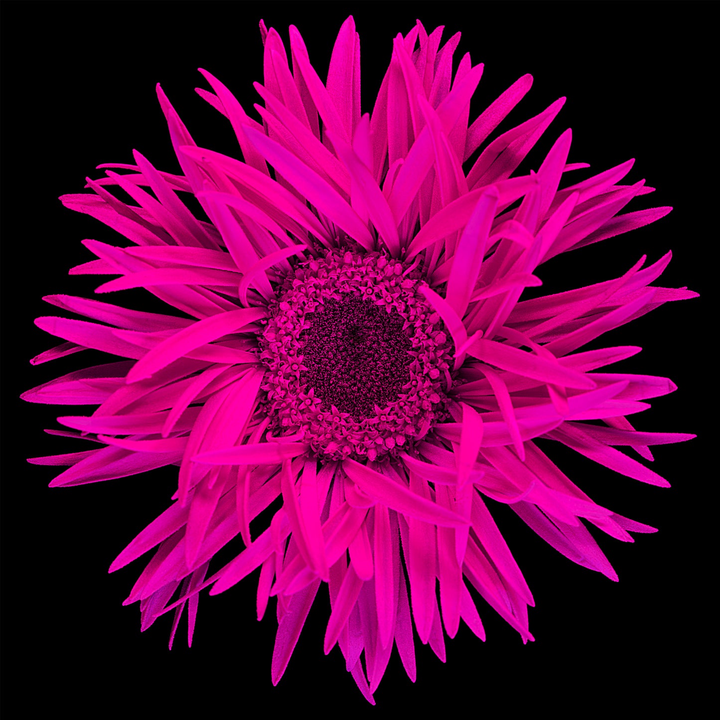 Magenta Marvel