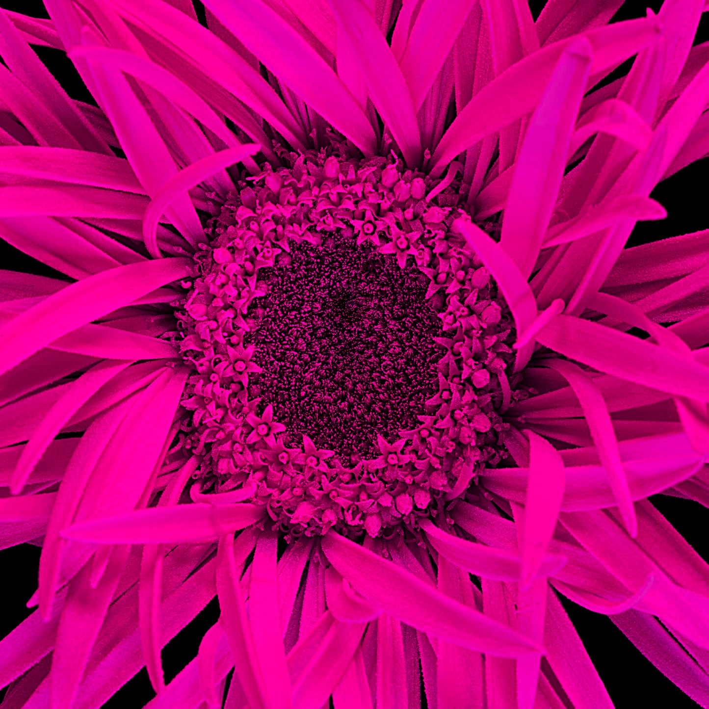 Magenta Marvel