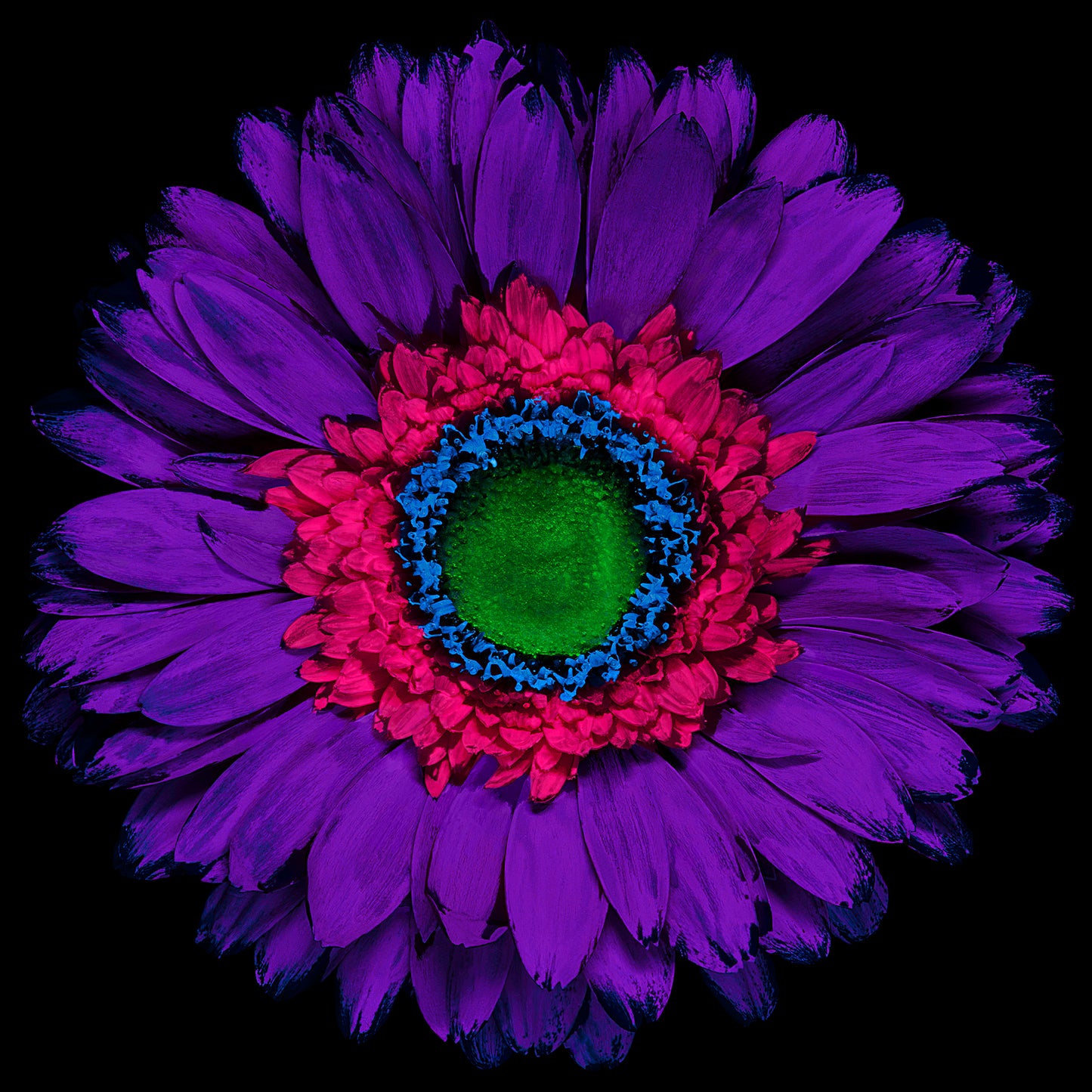 Violet Vision