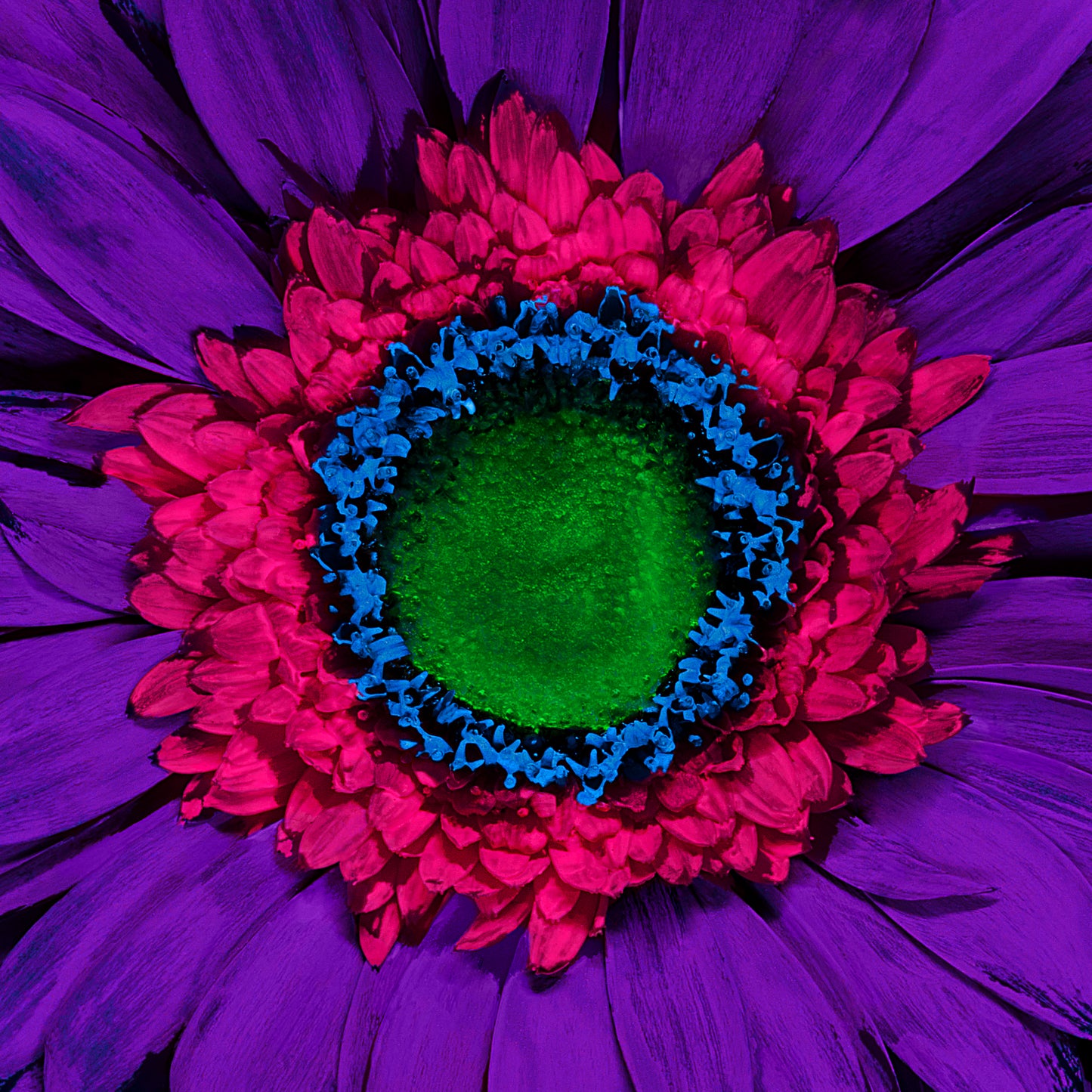 Violet Vision