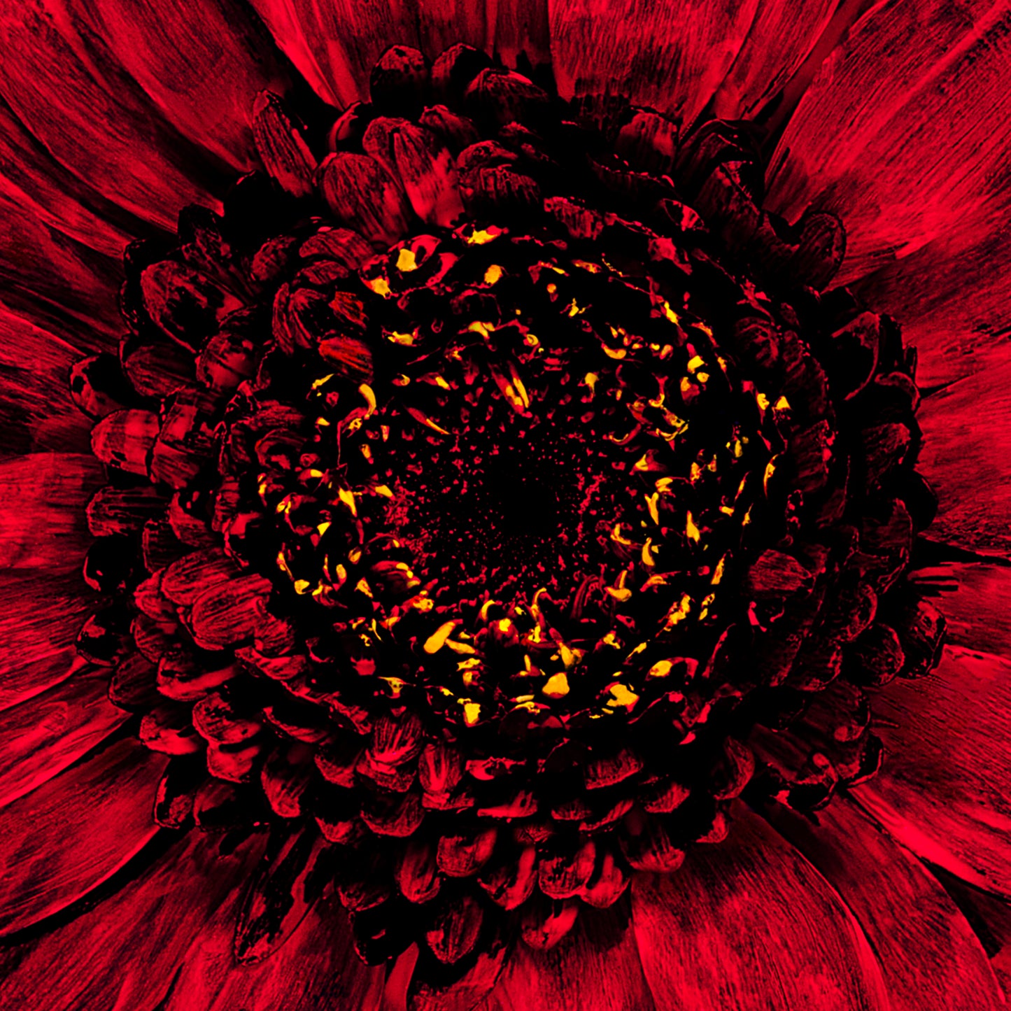 Ruby Bloom