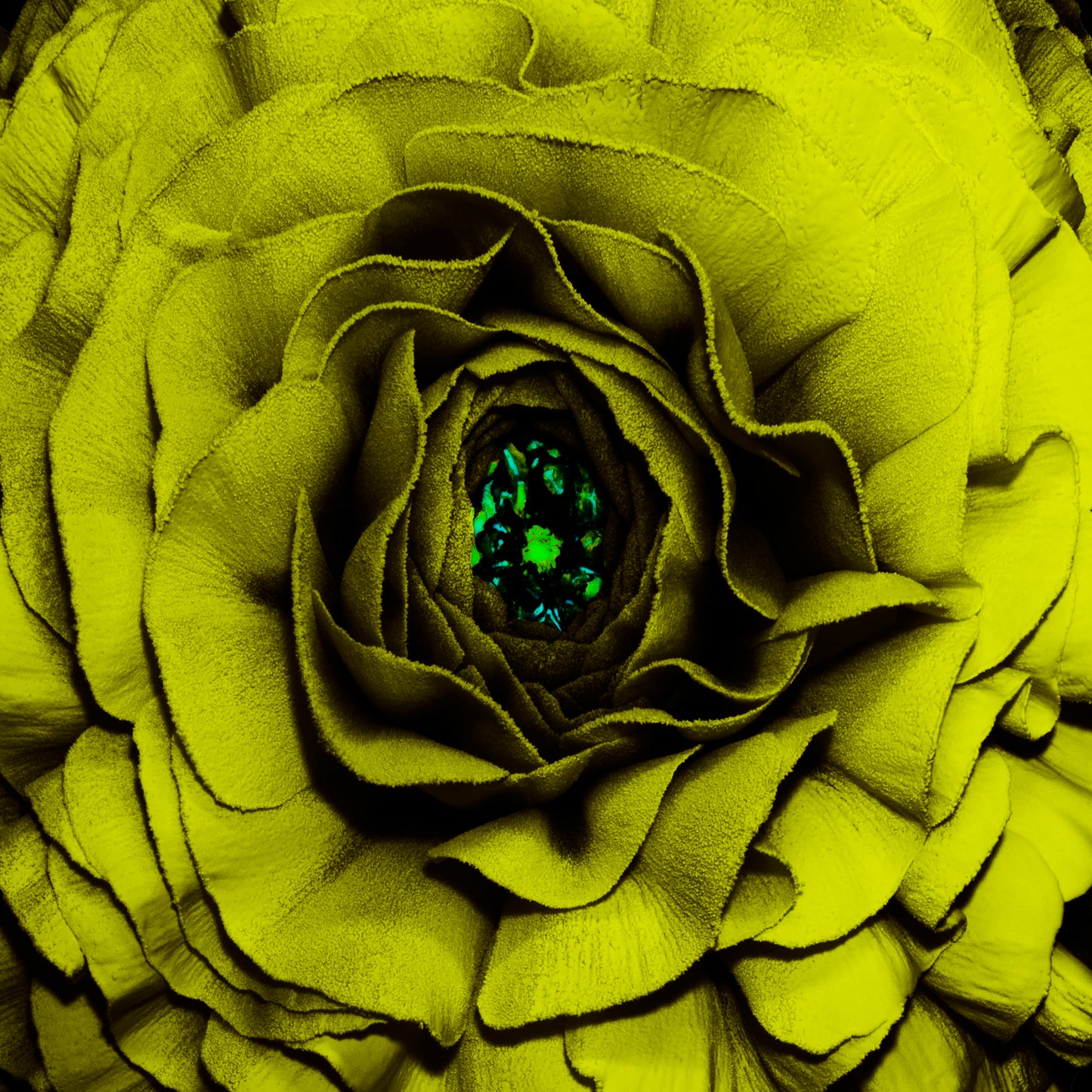 Canary Glow
