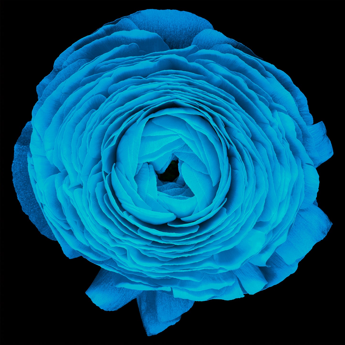 Arctic Bloom