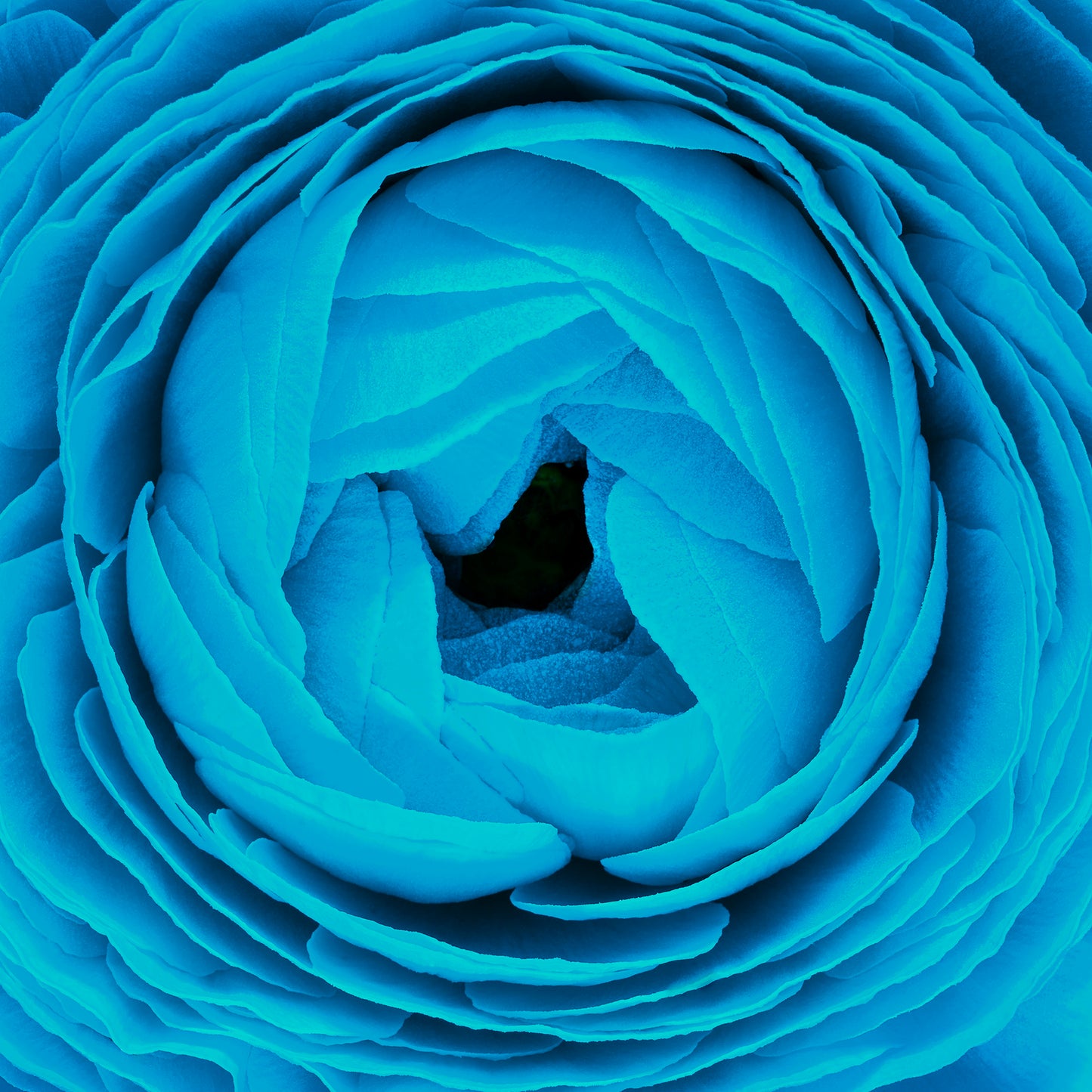 Arctic Bloom