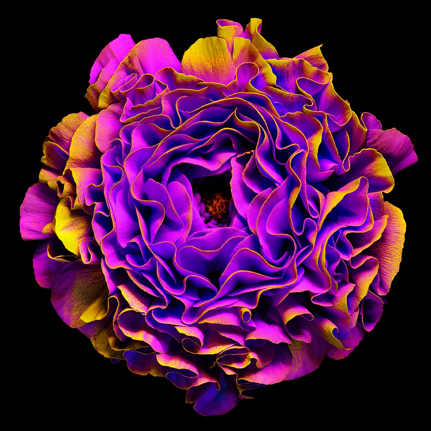 Violet Sunburst
