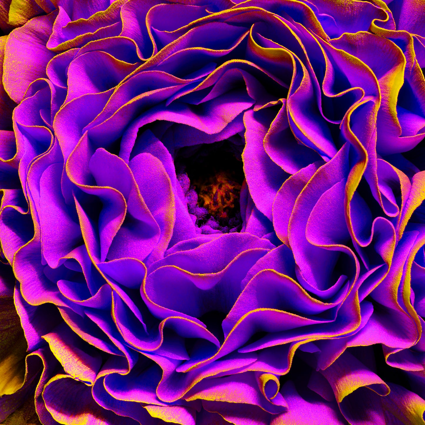 Violet Sunburst