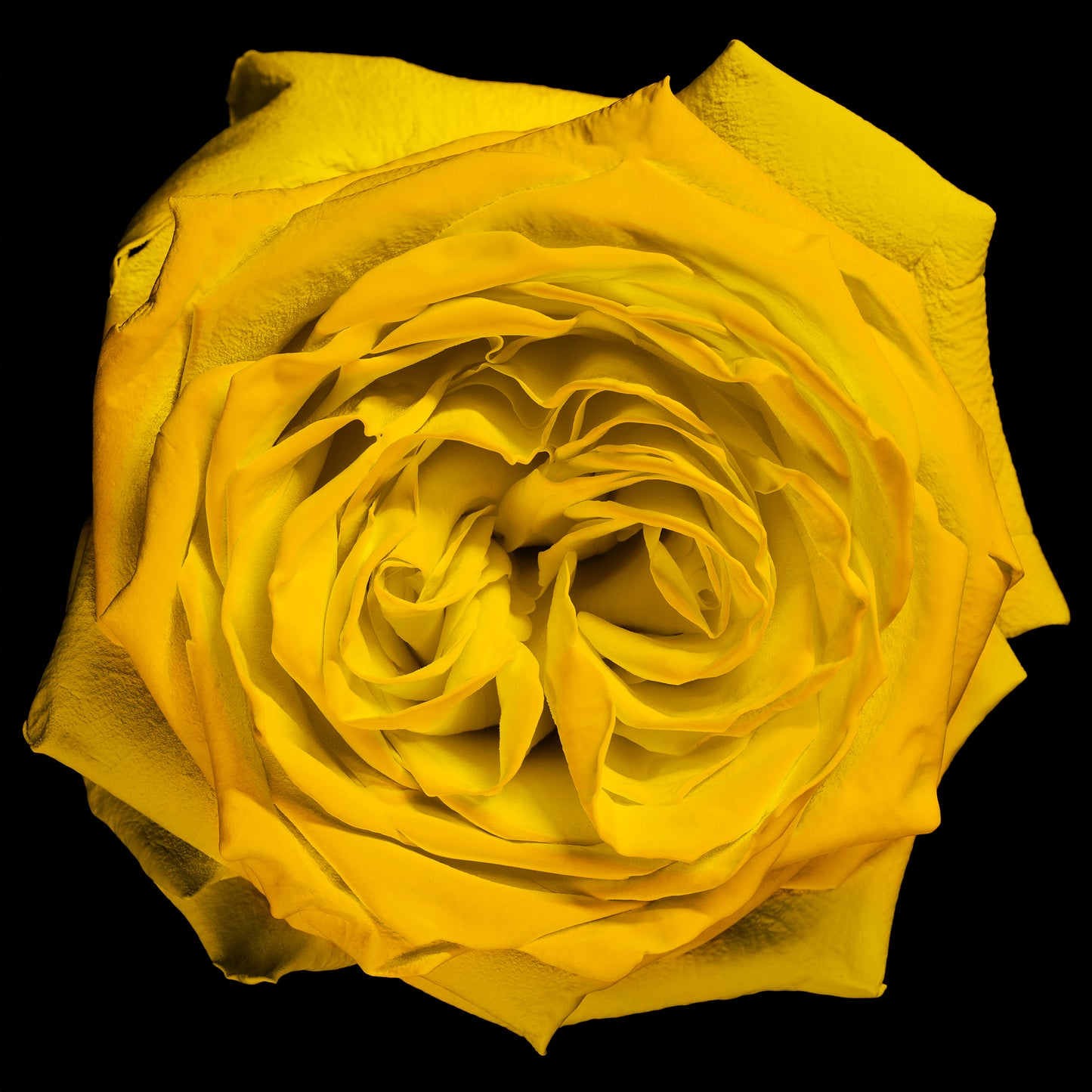 Golden Rose