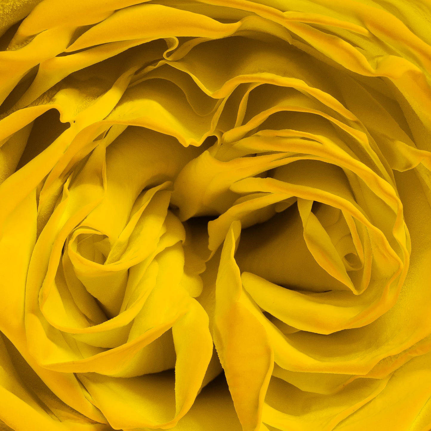 Golden Rose