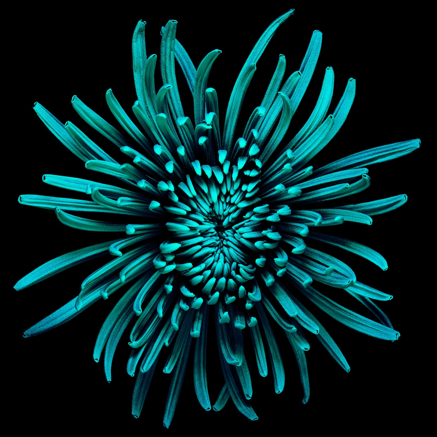 Cyan Celebration