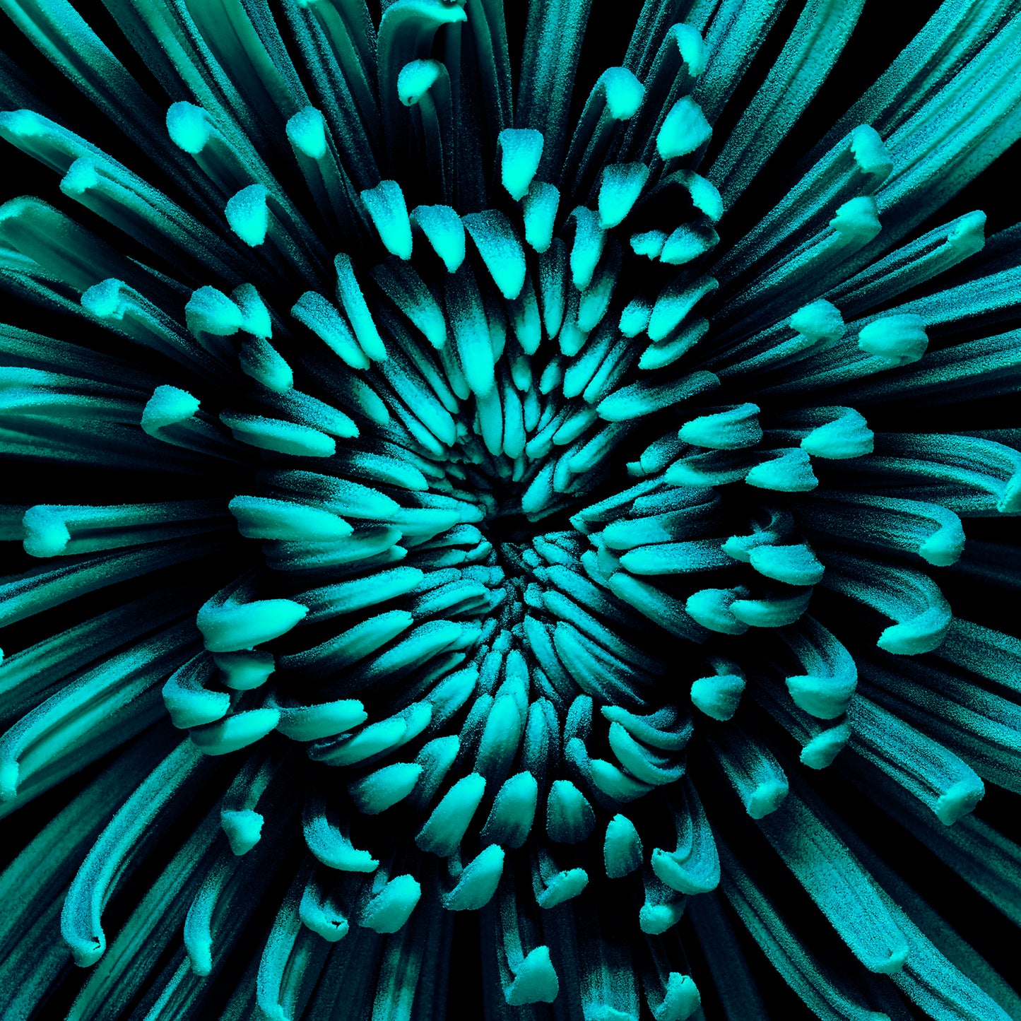 Cyan Celebration