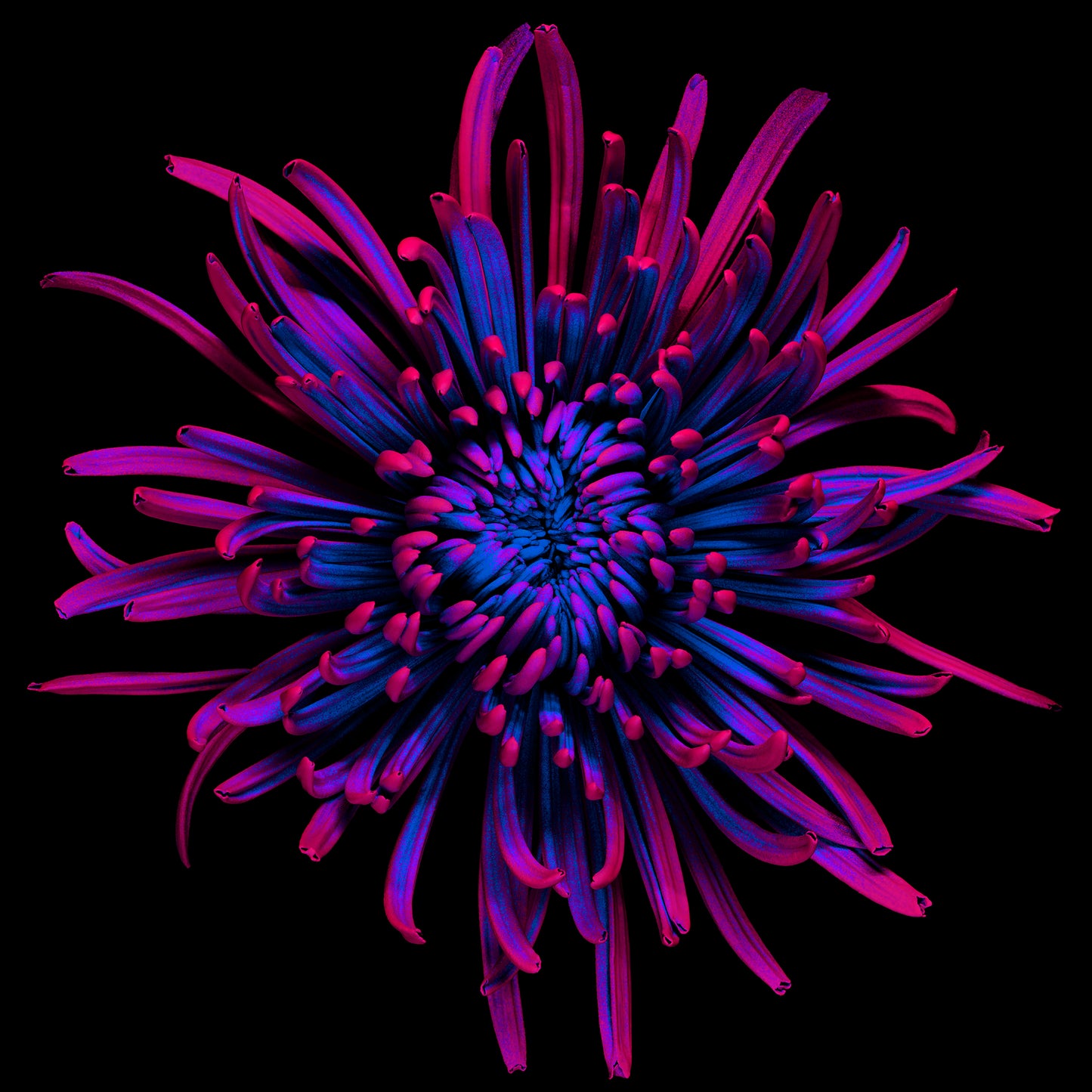 Indigo Infusion