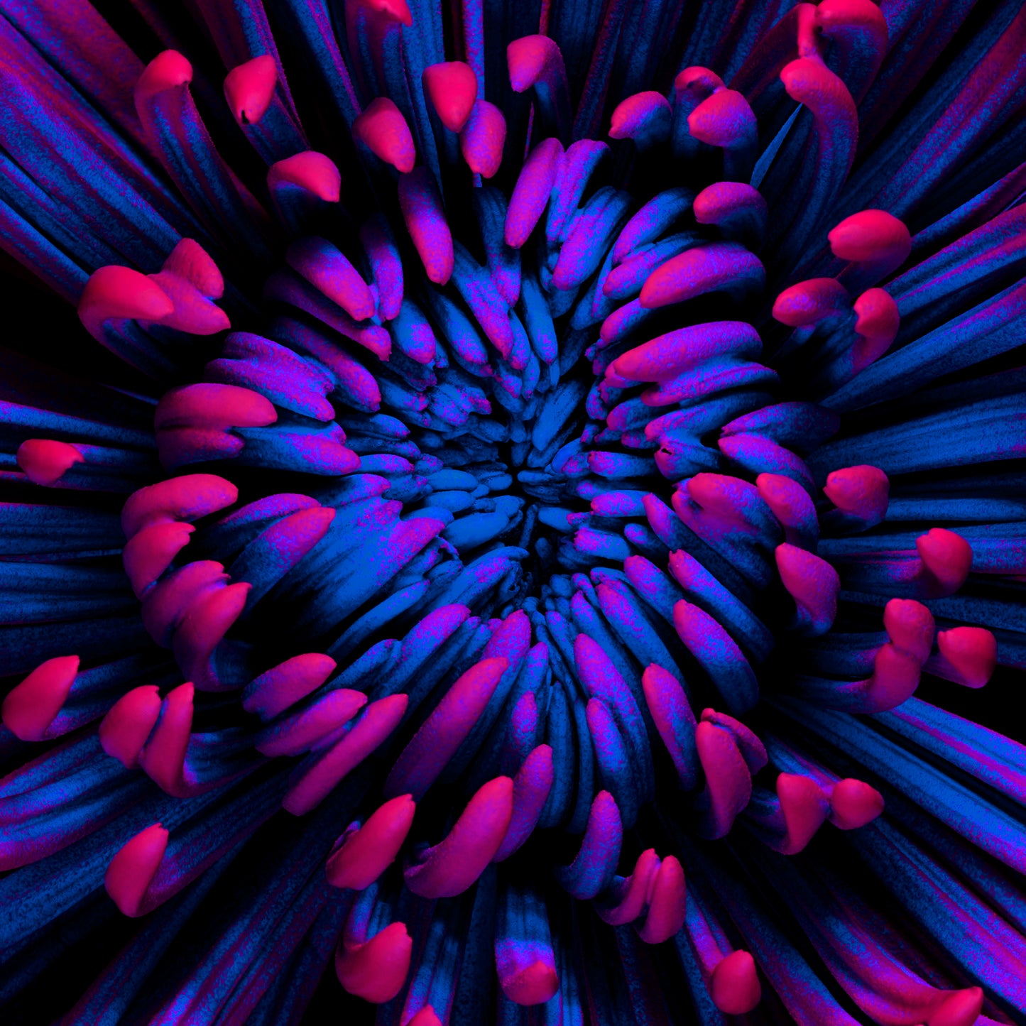 Indigo Infusion