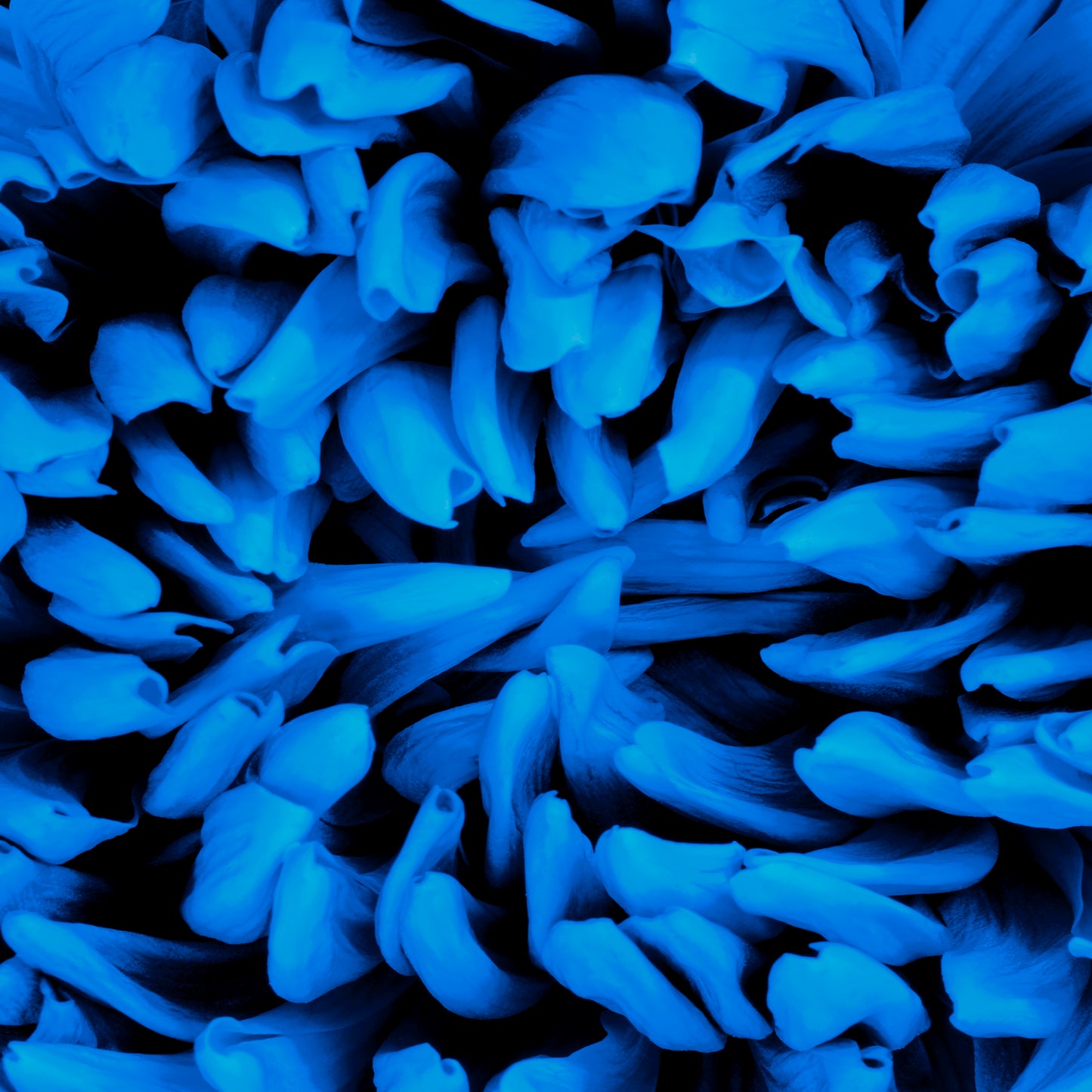 Blue Bliss