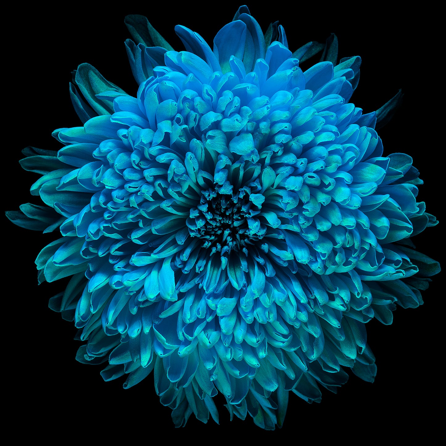 Turquoise Treasure