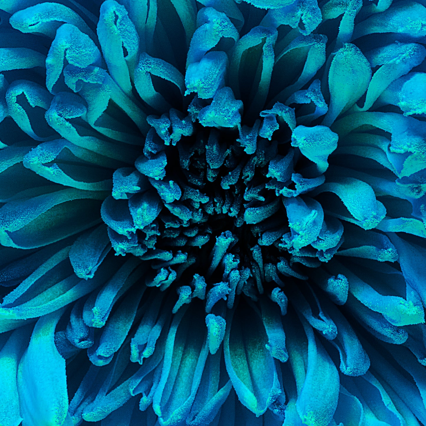 Turquoise Treasure