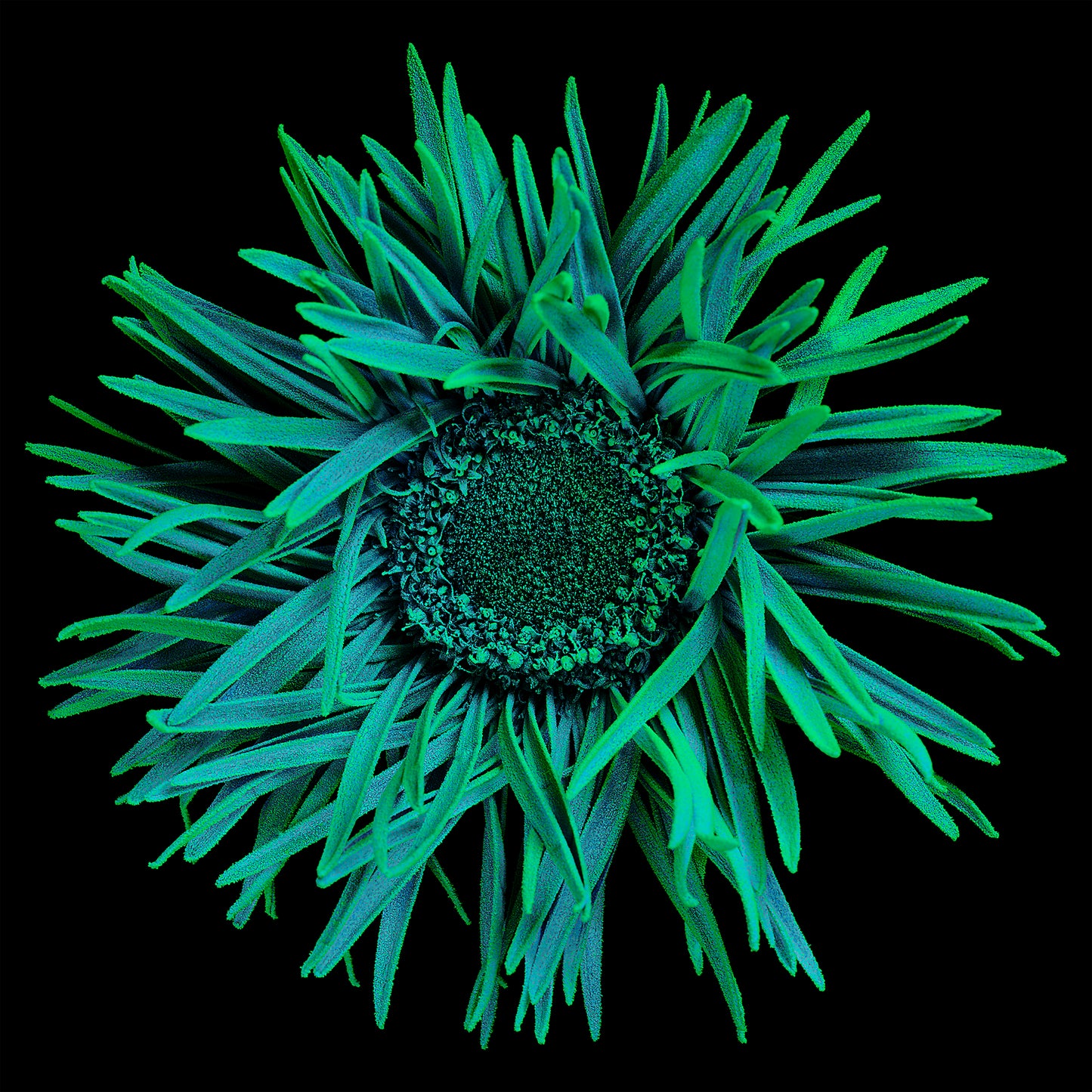 Emerald Elegance
