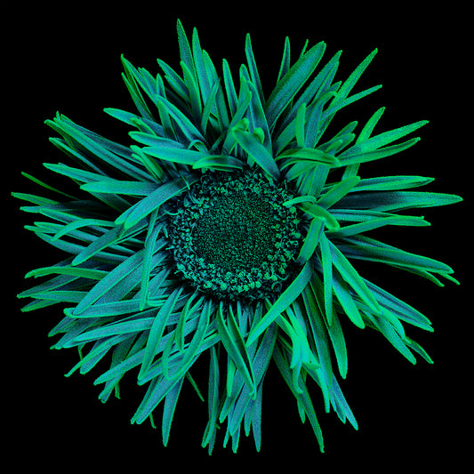 Emerald Elegance