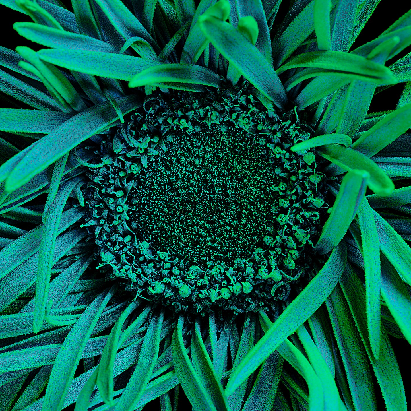 Emerald Elegance